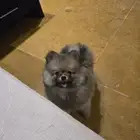 كلب بومرينيان تيدي فيس Pomeranian
