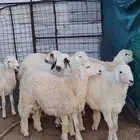 طليان جبره ذبايح