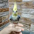 كروان ذكر جاهز للانتاج