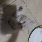 قطه انثى للبيع صحتها ممتازه لعوبه عمرها شهر و