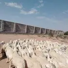 ضان حريات غنم نضيف غنم سرحه