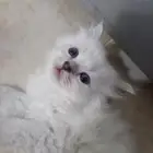 قطه انثى للبيع صحتها ممتازه لعبه ولوعه