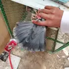 ذكر قطيفي قلاب للبيع