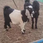 تيوس اربع شهور