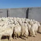 غنم حري حرش قطعه واحد