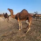 نياق حمر ثنتين لقح