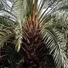 نعمل جميع اشغال النخيل