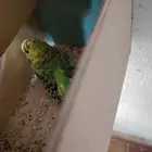 انثى بادجي