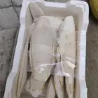 عضم حبار