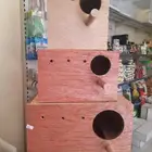 بياضات طيور بادجي دره روز كنيور كويكر سنقالي روزلا