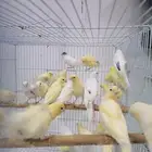 فروخ كناري سوري الوان حلوه