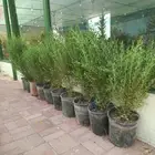 شجر الحنا