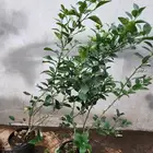 شتلات ليمون بن زهير