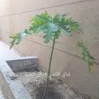 شتلات متمرة