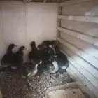 دجاج برهما لعشاق النوادر والحاجه العاليه ريشه سوده