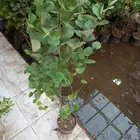 شتلات سدر بلدي