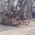 ديك باكستاني سندي