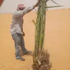 نخل