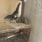 للبيع دجاج