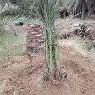 يوجد لدينا نخل للبيع بجميع انواعه ومقاساته متوفره