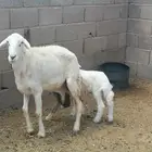 نعجه حريه والد