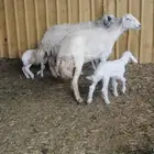 حريات مواليد