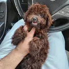 كلب توي بودل Toy Poodle للبيع
