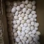 يوجد بيض بلدي كل أسبوع الطبق 15 ريال المكان الوصليه
