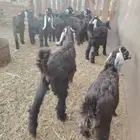تيوس وجفار ذبائح