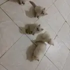 قطط للبيع صحتها ممتازه وسليمه