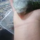 دره هنديه العمر 3 اسبوع