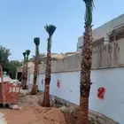 نخل واشنطوني زينه