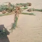 يوجد لدينا فسايل نخيل خلاص حساء اسعار مناسبه