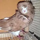 ذكر جاكوبين منتج شرط