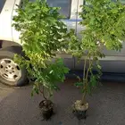 شتلات اكاسيا جلوكا