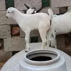تيس للبيع