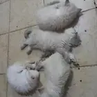 قطط كيتن صغار صحتها ممتازه لاتشكو من شيء