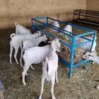 تيوس صوماليه عالية الجوده