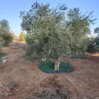 اشجار زيتون مثمر