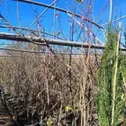 تنسيق حدائق وتقليم الأشجار المثمره