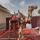 اجار جمال رحول وخيل عربية اصيلة