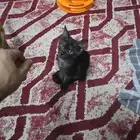 قطط إنقاذ للتبني السريع بسبب السفر