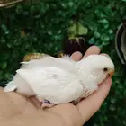 تم بيع فرخ روز