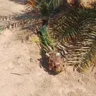 نقوم بقشع وغرس الفسايل بأسعار مناسبه
