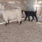 معزا عوارض ولد طيبه
