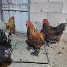 ديوك براهما