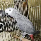 كاسكو للبيع