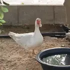 ذكر بط بح للبيع
