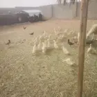 بط بكيني العدد 67 20 يوم ويكونوا 3 كيلو أن شاء الله