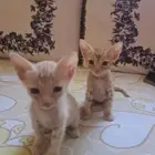 قطتين للتبني